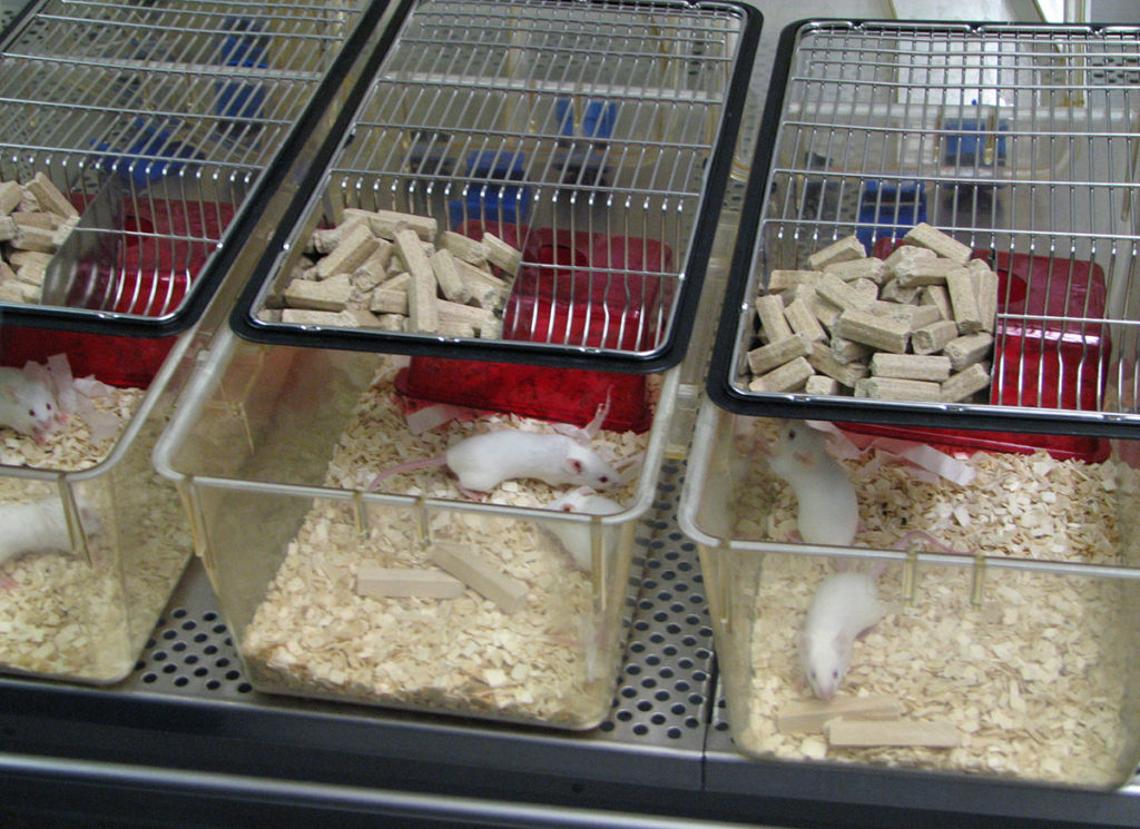 White research mice acclimatising in their new environment.