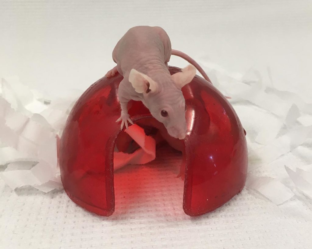 Biotest Facility carries out cancer studies in a wide range of model systems, among them the nude athymic mice shown here.